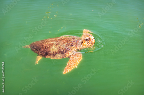 Caretta Caretta Sea Turtle at Iztuzu Beach  Turtle Beach  Dalyan River  Mediterranean Sea  Marmaris  Turkey