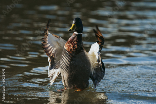 Wild duck playing in the water spreading its wings