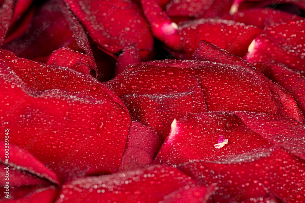 beautiful dried rose petals in drops of pure water beautiful dried rose petals in drops of pure water