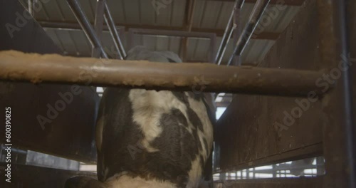 A bull tips it's head down towards the camera in a metal chute before a rodeo event. photo