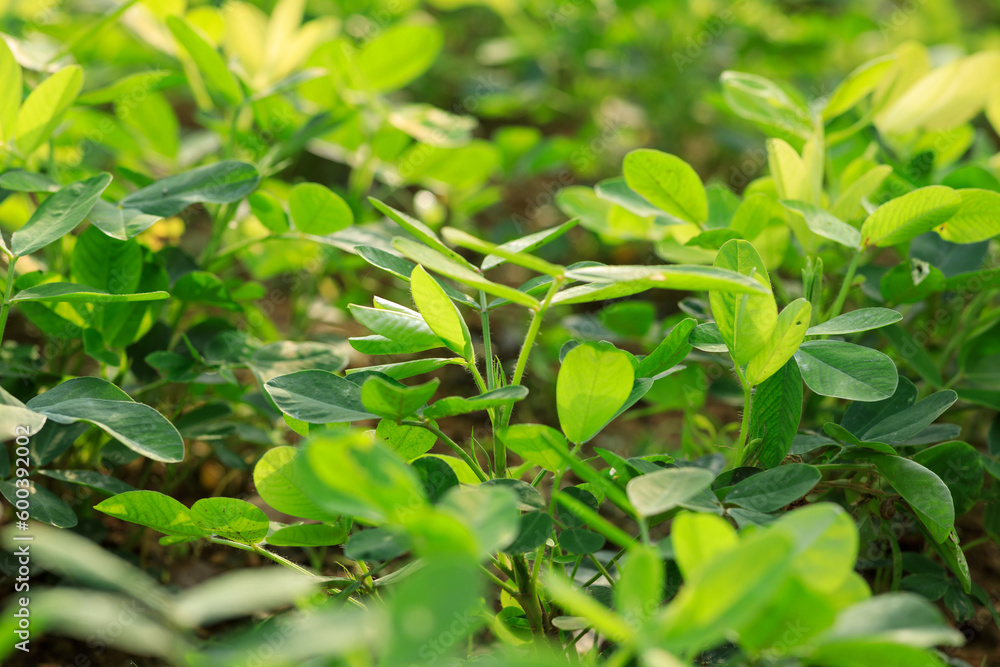 peanut plants in growth at field peanut plants in growth at field