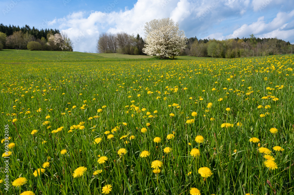 Blühender Frühlingsbaum auf der Löwenzahnwiese Blühender Frühlingsbaum auf der Löwenzahnwiese
