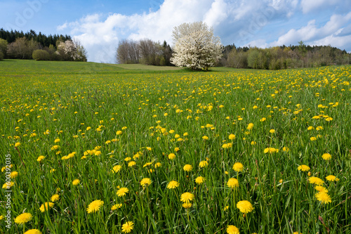 Blühender Frühlingsbaum auf der Löwenzahnwiese © fotofrank