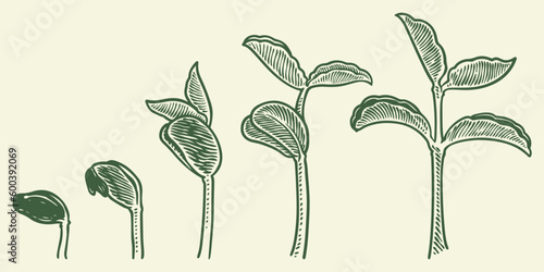 Plant growth stages vector. hand drawing engraving style illustration, isolated on white background