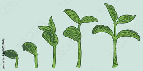 Plant growth stages vector. hand drawing engraving style illustration, isolated on white background