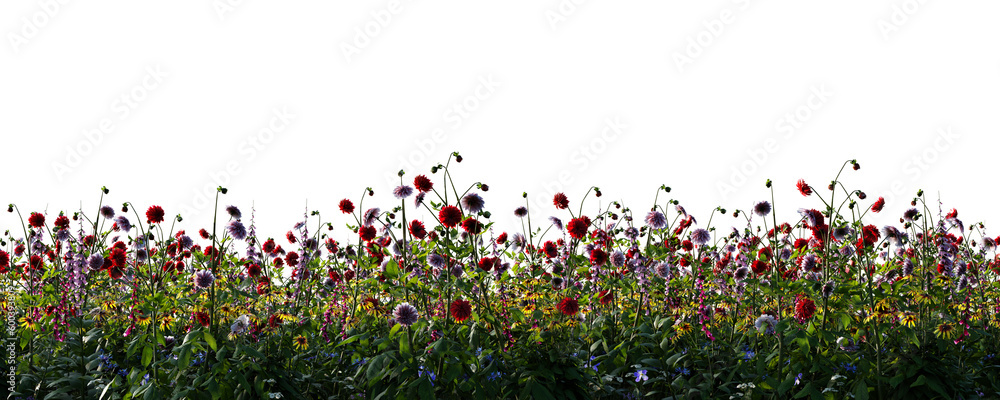 Spring meadow with grass and poppy flowers blooming. Isolated on transparent background - obrazy, fototapety, plakaty 