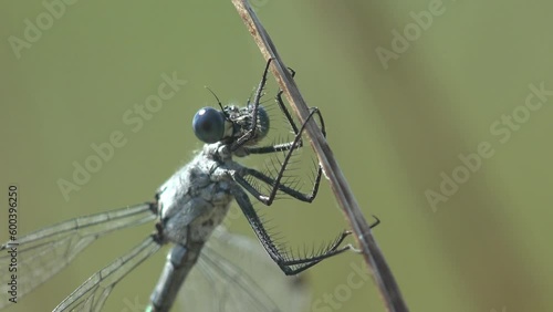 Insect macro view. Familiar bluet Damselfly dragonfly sits on blade of grass in meadow photo