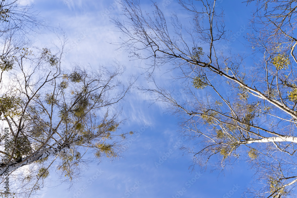 Tall birch trees in early spring without foliage Tall birch trees in early spring without foliage