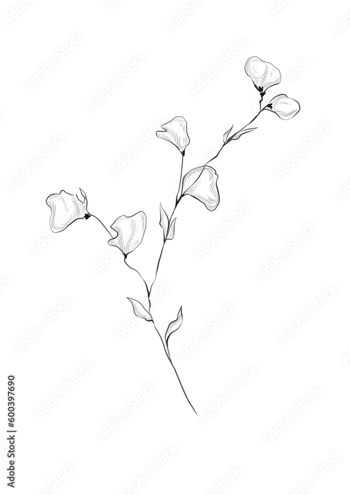 Fototapeta premium Floral line art illustration of wildflower