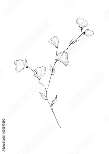 Floral line art illustration of wildflower