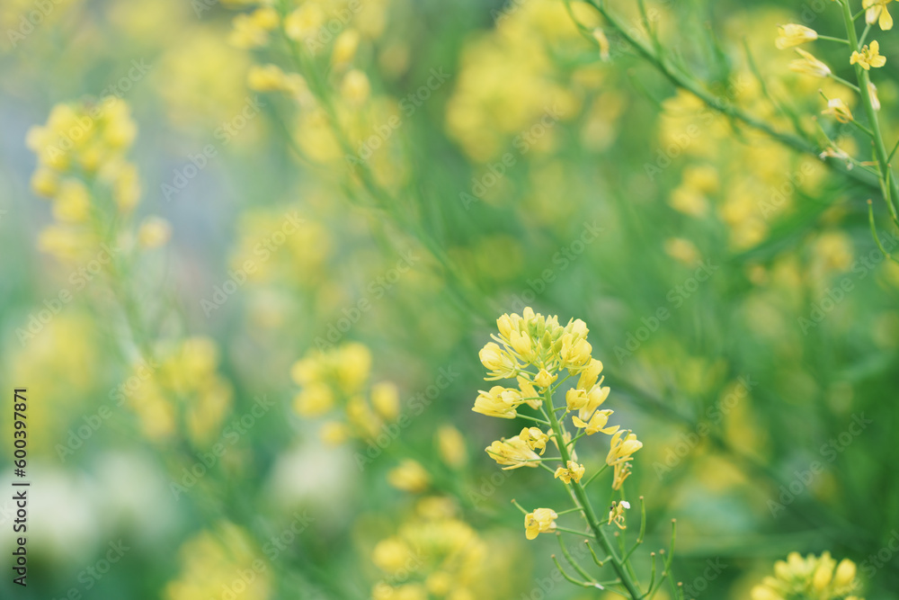 菜の花 菜の花