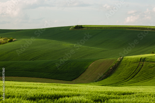 Field waves with trees in the spring in South Moravia  Czech Republic