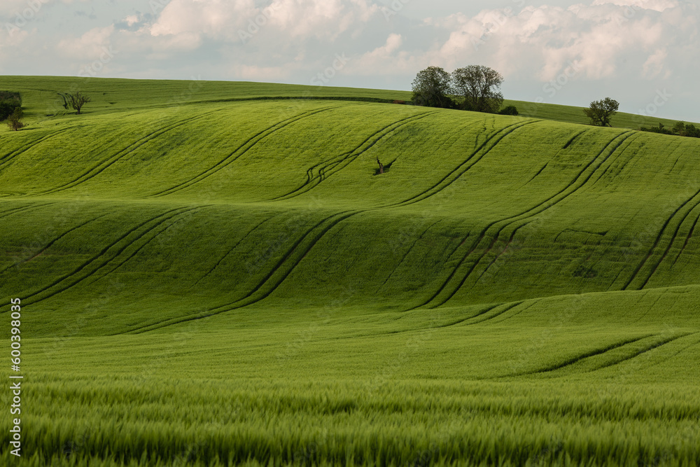 Obraz premium Field waves with trees in the spring in South Moravia, Czech Republic