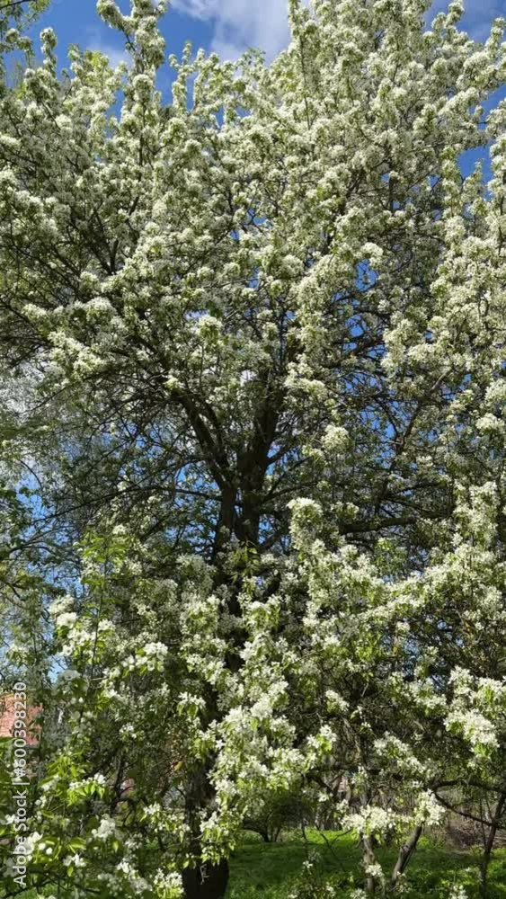 white cherry blossoms in spring, tree blossoms, white cherry blossoms in the park white cherry blossoms in spring, tree blossoms, white cherry blossoms in the park