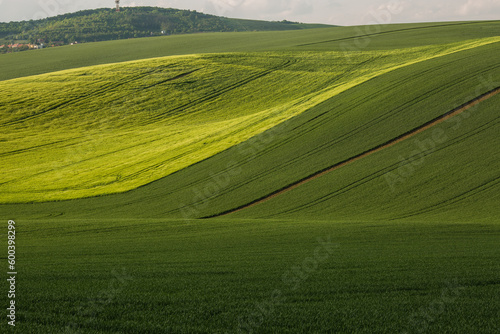 Stripe patterns on fields of South Moravia, green and yellow fresh spring colors. © bartoshd