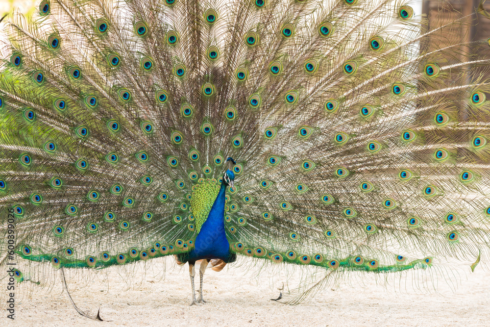 Obraz premium Beautiful peacock walking freely in park Pavo cristatus