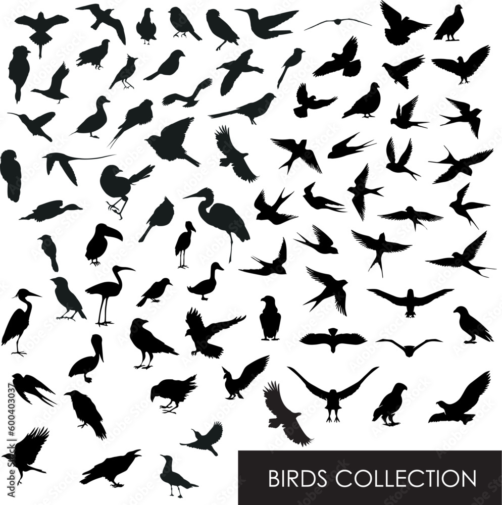 Birds shape collection. silhouettes of birds. set of birds. Bird Silhouettes