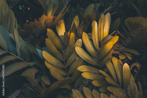 Low key palm leaves dark nature background. photo