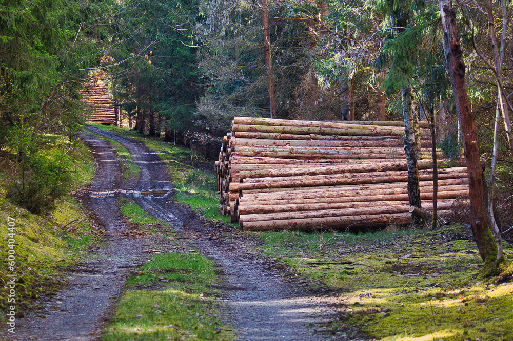 Baumstamm, Polter abgesägte Baumstämme im Wald, Holz Stapel am Wanderweg, Saale Stausee, Thüringen, Deutschland Baumstamm, Polter abgesägte Baumstämme im Wald, Holz Stapel am Wanderweg, Saale Stausee, Thüringen, Deutschland
