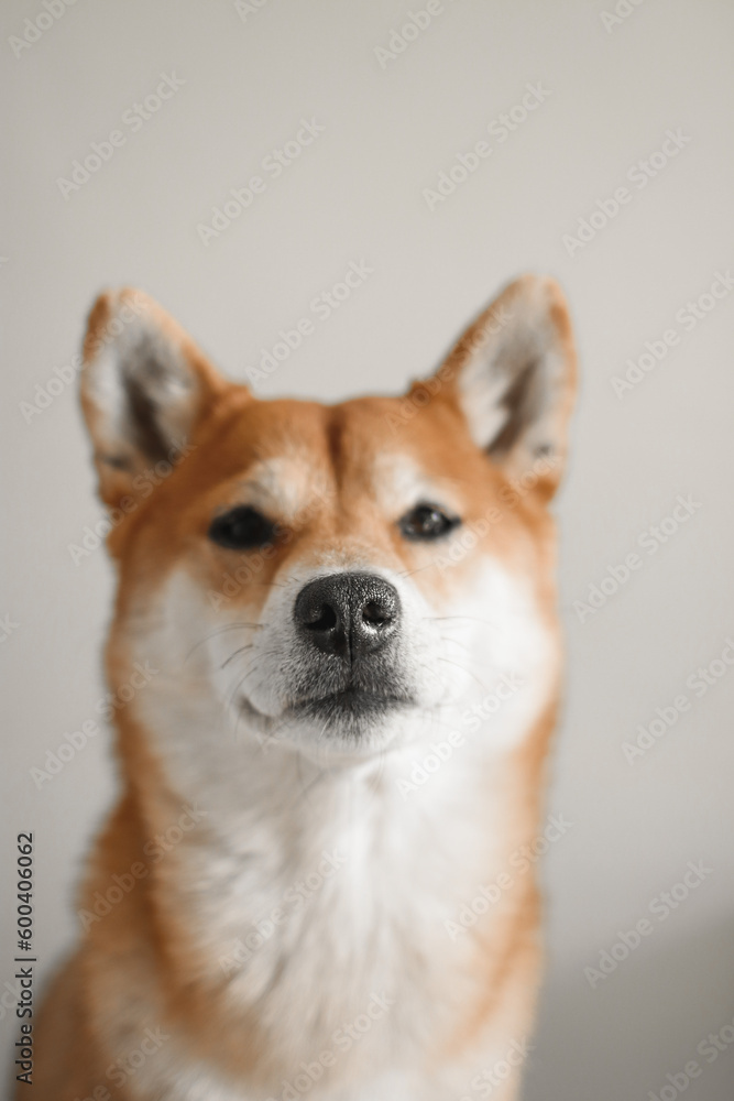 Shiba inu. Portrait of japanese shiba inu dog 