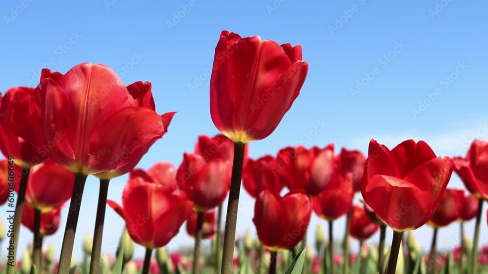 Beautiful red tulips are swaying on the wind against blue sky. Slow motion. Agriculture field. Selective focus Beautiful red tulips are swaying on the wind against blue sky. Slow motion. Agriculture field. Selective focus
