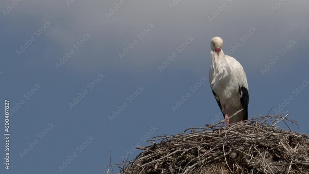 Tight shot of a female white stork, Ciconia ciconia, freshly arrived from Africa during Spring Migration in Greece, resting on her nest atop a telegraph pole waiting for her mate Tight shot of a female white stork, Ciconia ciconia, freshly arrived from Africa during Spring Migration in Greece, resting on her nest atop a telegraph pole waiting for her mate