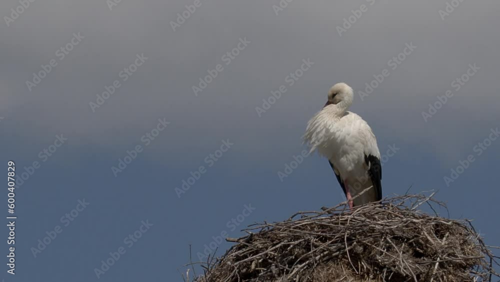 Mid angle of a female white stork, Ciconia ciconia, freshly arrived from Africa during Spring Migration in Greece, resting on her nest atop a telegraph pole waiting for her mate Mid angle of a female white stork, Ciconia ciconia, freshly arrived from Africa during Spring Migration in Greece, resting on her nest atop a telegraph pole waiting for her mate