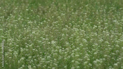 風に揺れるナズナの群生原（A colony of shepherd's purse swaying in the wind）