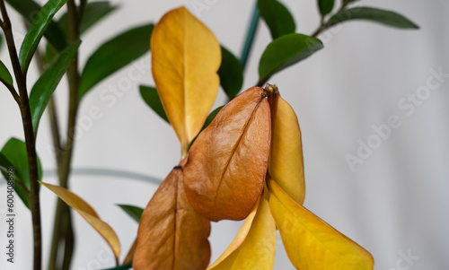 Fotografie Yellow leaves of Zamioculcos