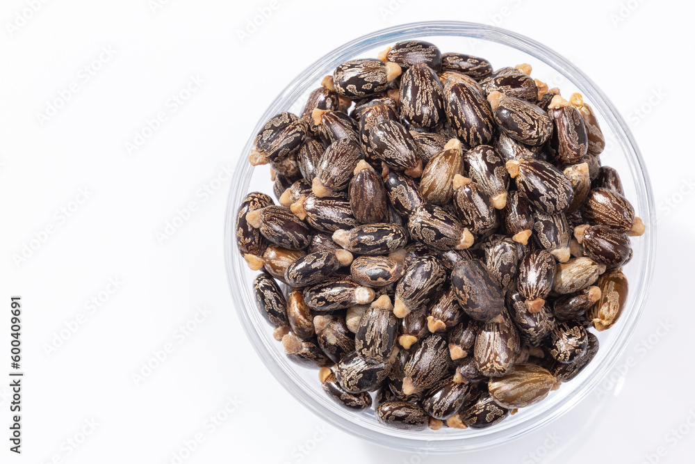 Ricinus Communis – Dried Seeds Of The Fruit Of The Castor Bean Plant