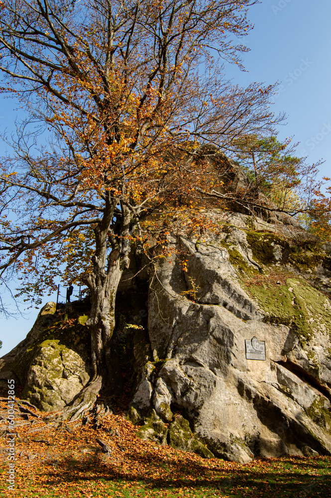 autumn tree on the slope of a big stone, a romantic place for a picnic autumn tree on the slope of a big stone, a romantic place for a picnic