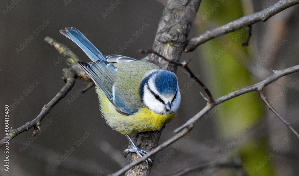 Obraz premium Birding Photography 