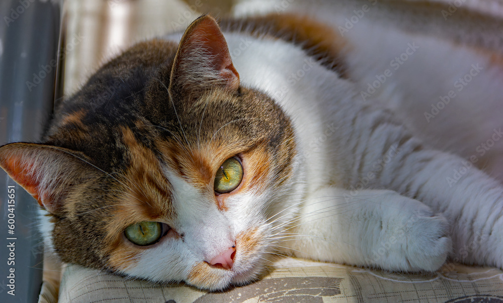 lazy cat lazy cat