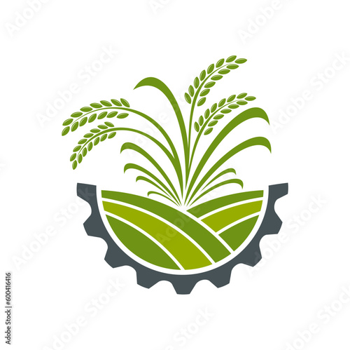Agriculture icon, wheat ears or rye cereal spikes on field, vector farm symbol. Farmhouse, farmland or agro business and agriculture emblem of millet barley in gear wheel circle for farming sign