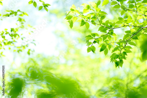 エコイメージ　新緑