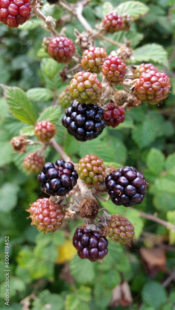 blackberries in the garden blackberries in the garden