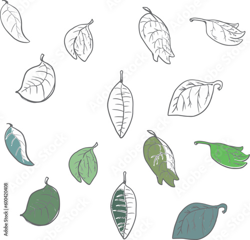 Set of different leaves with traced veins