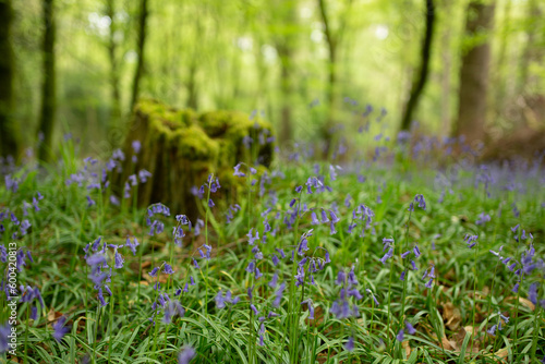 Bluebells in Tomnafinnoge woods  Ireland