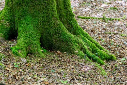 Roots of moss covered tree trunk in woodland