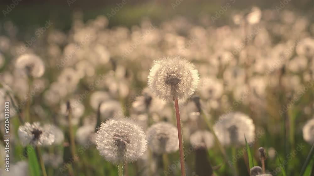 Field of fluffy dandelions, summer landscape Field of fluffy dandelions, summer landscape