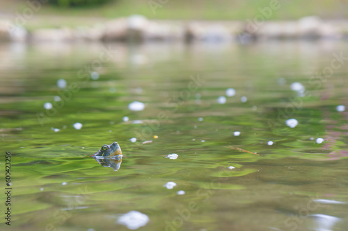 広島 縮景園の池から顔を出して様子をうかがうミドリガメ