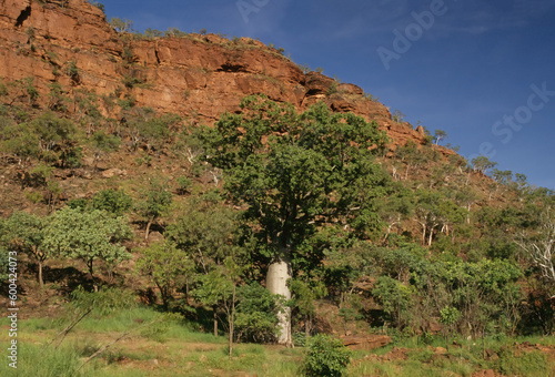 Adansonia gregorii photo