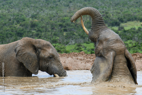 Elephants at the Addo Elephant National Park in South Africa