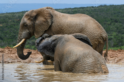 Elephants at the Addo Elephant National Park in South Africa