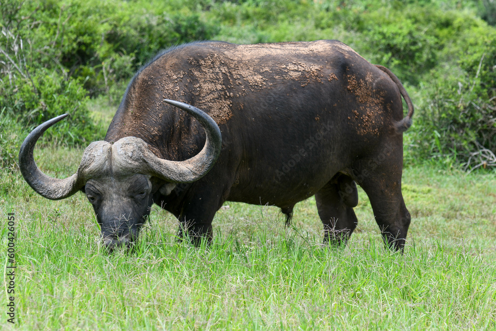 Fototapeta premium Buffalo at the Addo Elephant National Park on South Africa