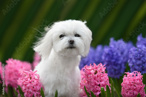 beautiful maltese dog posing in pink flowers outdoors