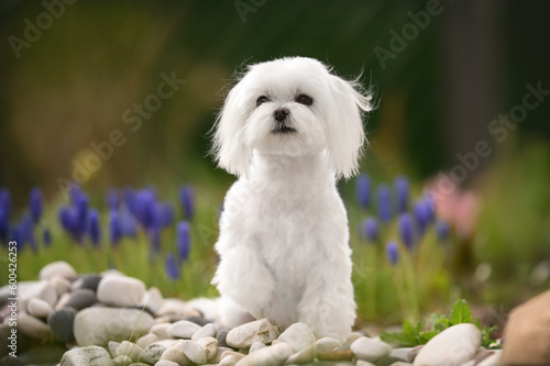 beautiful maltese dog sitting outdoors on rocks photo