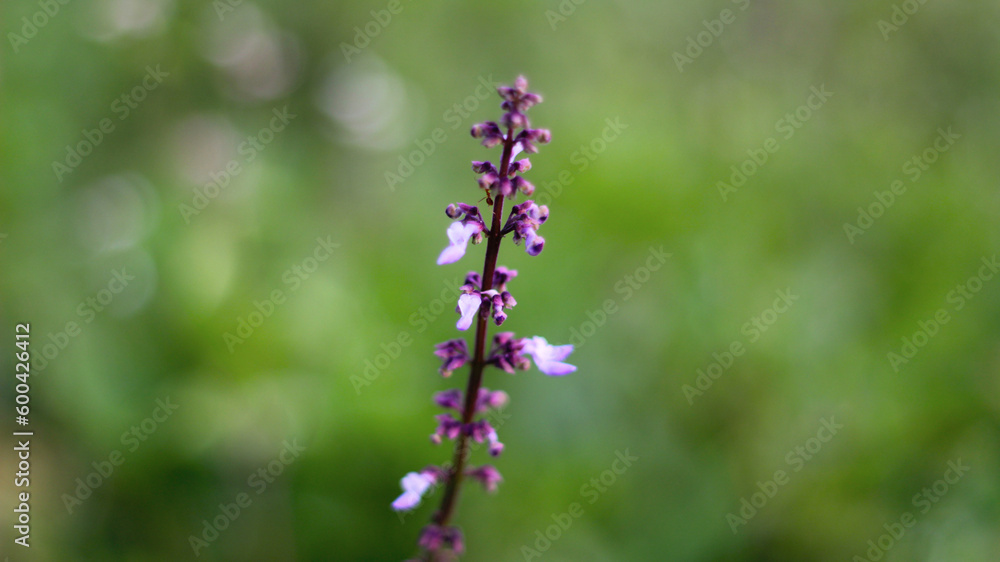 Beautiful Plectranthus rotundifolius flower in the garden Beautiful Plectranthus rotundifolius flower in the garden