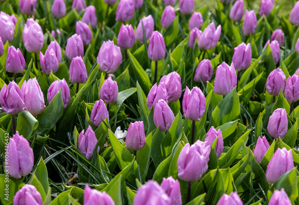 Fototapeta premium pink tulips blooming in a garden