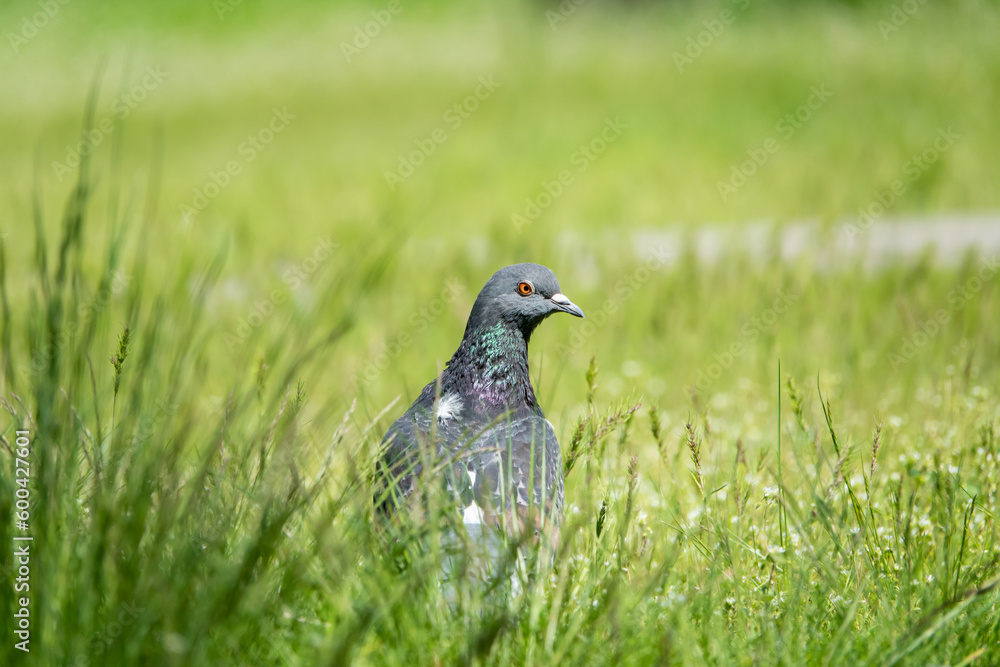 Beautiful photo of The pigeon and green grass. Gray Dove standing in grass. A bird on the street close up Beautiful photo of The pigeon and green grass. Gray Dove standing in grass. A bird on the street close up